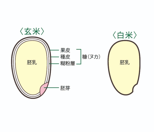 玄米とぬか層