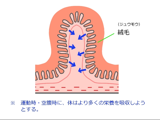 運動で高まる吸収率