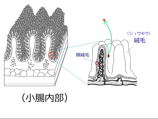 小腸内部と絨毛図