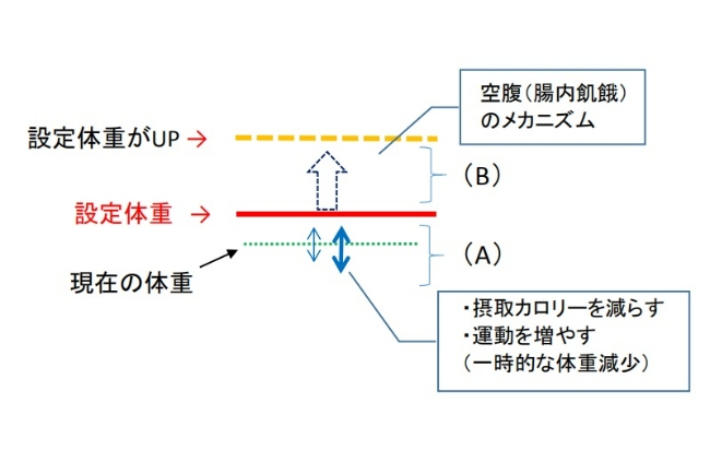 体重増加の２パターン