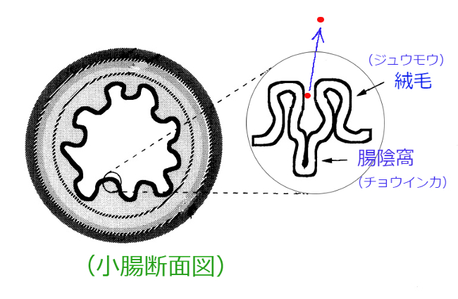 小腸断面図と絨毛