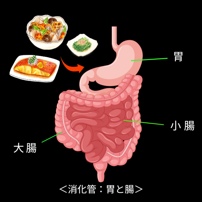 消化管(胃と腸)