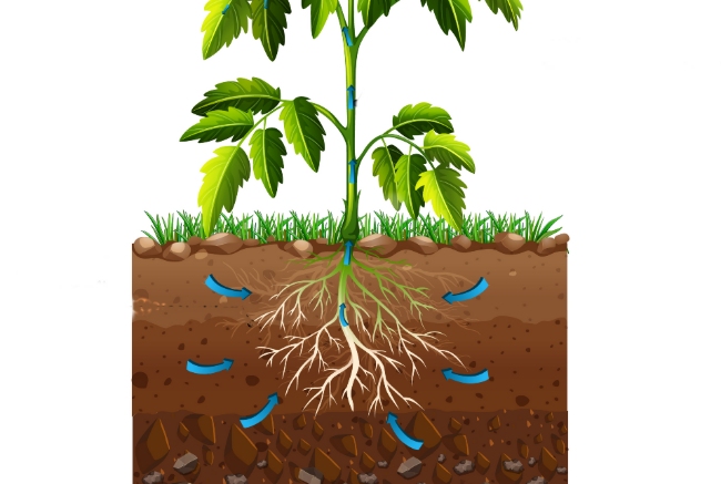 植物の根っこ